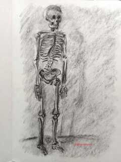 Carboncillo, Osteología Humana, 4 Sesiones, incluye materiales